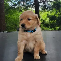 Rosie - Male - Light Blue Collar - Golden Retriever Puppy, a male Golden Retriever for sale in Maple Falls, WA – 1 of 6