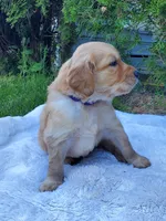 Rosie - Female - Purple Collar - Golden Retriever Puppy, a female Golden Retriever for sale in Maple Falls, WA – 2 of 3