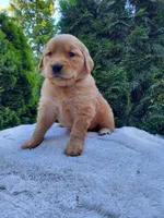 Rosie - Female - Orange Collar - Golden Retriever Puppy, a female Golden Retriever for sale in Maple Falls, WA – 4 of 4