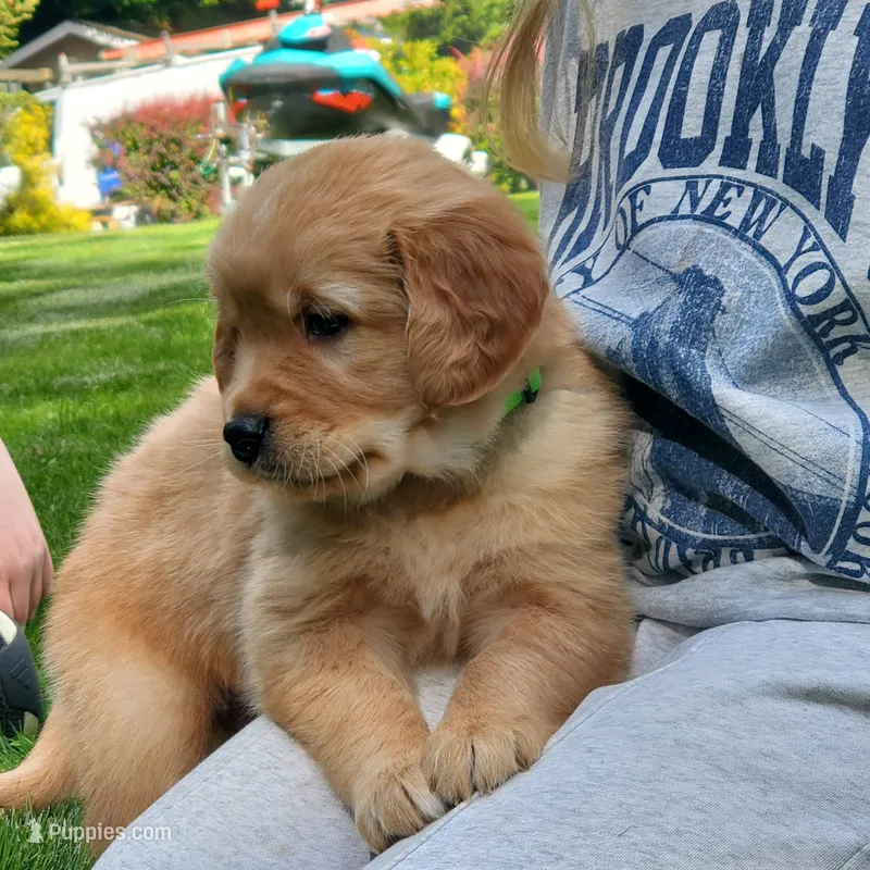 Rosie - Male - Light Green Collar - Golden Retriever Puppy – Golden Retriever puppy for sale in Maple Falls, WA