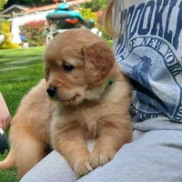 Rosie - Male - Light Green Collar - Golden Retriever Puppy, a male Golden Retriever for sale in Maple Falls, WA – 1 of 6