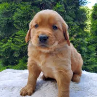 Rosie - Male - Black Collar - Golden Retriever Puppy, a male Golden Retriever for sale in Maple Falls, WA – 1 of 5