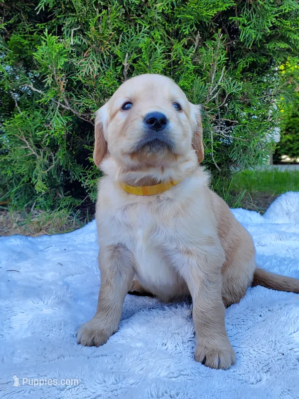 Rosie - Female - Yellow Collar - Golden Retriever Puppy – Golden Retriever puppy for sale in Maple Falls, WA