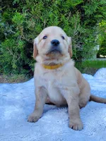 Rosie - Female - Yellow Collar - Golden Retriever Puppy, a female Golden Retriever for sale in Maple Falls, WA – 1 of 4