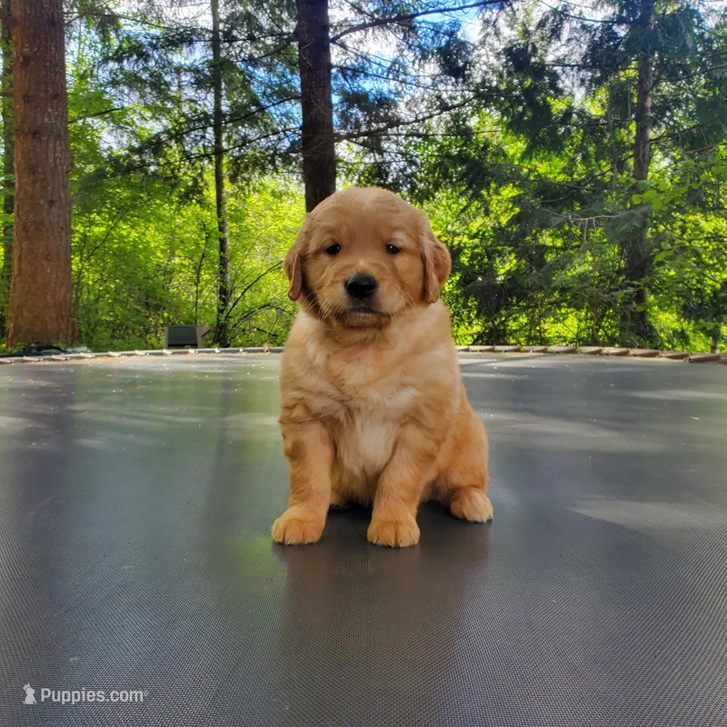 Rosie - Male - Blue Collar - Golden Retriever Puppy – Golden Retriever puppy for sale in Maple Falls, WA