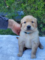 Rosie - Male - Light Blue Collar - Golden Retriever Puppy, a male Golden Retriever for sale in Maple Falls, WA – 3 of 3