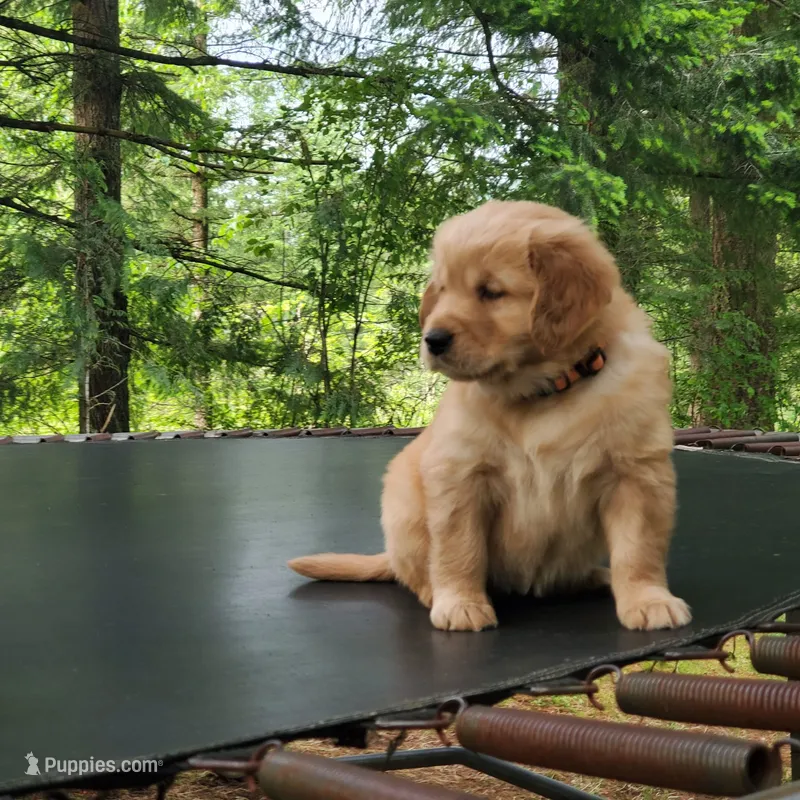 Rosie - Female - Orange Collar - Golden Retriever Puppy – Golden Retriever puppy for sale in Maple Falls, WA