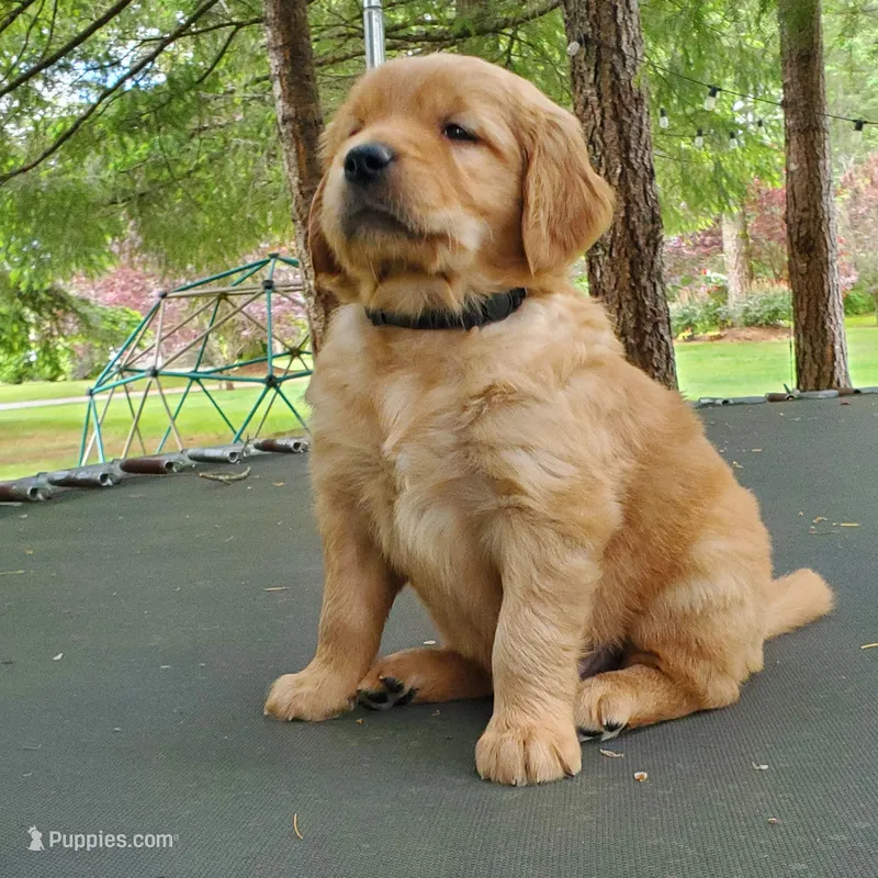 Rosie - Male - Black Collar - Golden Retriever Puppy – Golden Retriever puppy for sale in Maple Falls, WA