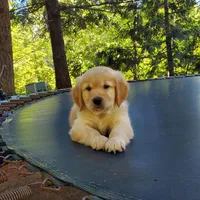 Father's Day Special - Rosie - Male - Light Blue Collar, a male Golden Retriever for sale in Maple Falls, WA – 3 of 6
