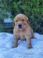 Rosie - Male - Black Collar - Golden Retriever Puppy, a male Golden Retriever for sale in Maple Falls, WA – 4 of 5