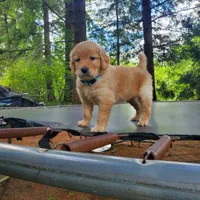 Rosie - Male - Light Blue Collar - Golden Retriever Puppy, a male Golden Retriever for sale in Maple Falls, WA – 2 of 6