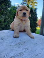 Rosie - Female - Pink Collar - Golden Retriever Puppy, a female Golden Retriever for sale in Maple Falls, WA – 3 of 3