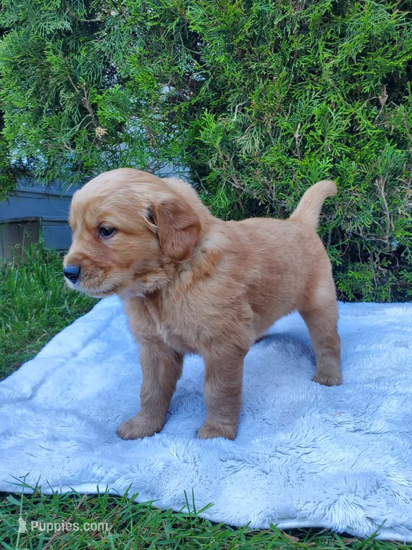 Rosie - Male - Grey Collar - Golden Retriever Puppy – Golden Retriever puppy for sale in Maple Falls, WA