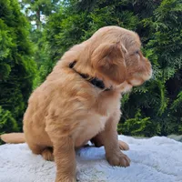 Rosie - Male - Black Collar - Golden Retriever Puppy, a male Golden Retriever for sale in Maple Falls, WA – 2 of 5