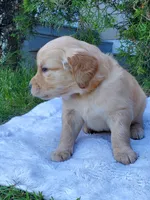 Rosie - Female - Yellow Collar - Golden Retriever Puppy, a female Golden Retriever for sale in Maple Falls, WA – 2 of 4