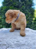 Rosie - Male - Blue Collar - Golden Retriever Puppy, a male Golden Retriever for sale in Maple Falls, WA – 3 of 4