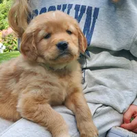 Rosie - Male - Light Green Collar - Golden Retriever Puppy, a male Golden Retriever for sale in Maple Falls, WA – 2 of 6