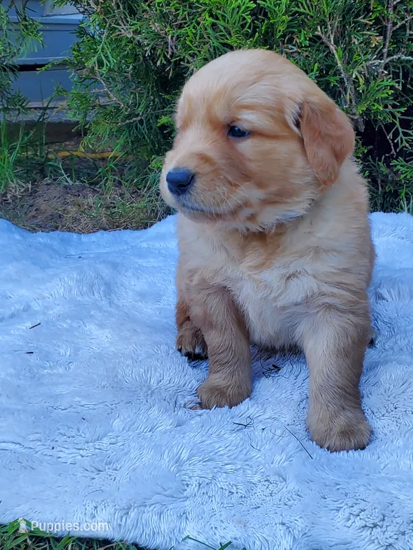 Rosie - Male - Blue Collar - Golden Retriever Puppy – Golden Retriever puppy for sale in Maple Falls, WA