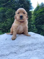 Rosie - Female - Orange Collar - Golden Retriever Puppy, a female Golden Retriever for sale in Maple Falls, WA – 2 of 4