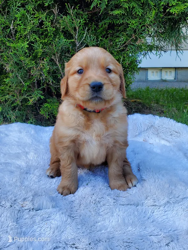 Rosie - Female - Red Collar - Golden Retriever Puppy – Golden Retriever puppy for sale in Maple Falls, WA