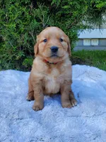 Rosie - Female - Red Collar - Golden Retriever Puppy, a female Golden Retriever for sale in Maple Falls, WA – 1 of 3