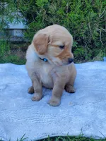 Rosie - Male - Light Blue Collar - Golden Retriever Puppy, a male Golden Retriever for sale in Maple Falls, WA – 2 of 3