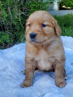 Rosie - Female - Red Collar - Golden Retriever Puppy, a female Golden Retriever for sale in Maple Falls, WA – 2 of 3