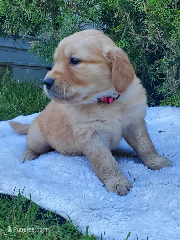 Rosie - Female - Pink Collar - Golden Retriever Puppy – Golden Retriever puppy for sale in Maple Falls, WA