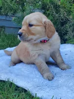 Rosie - Female - Pink Collar - Golden Retriever Puppy, a female Golden Retriever for sale in Maple Falls, WA – 1 of 3