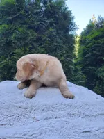 Rosie - Female - Yellow Collar - Golden Retriever Puppy, a female Golden Retriever for sale in Maple Falls, WA – 4 of 4