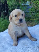 Rosie - Female - Yellow Collar - Golden Retriever Puppy, a female Golden Retriever for sale in Maple Falls, WA – 3 of 4