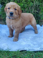 Rosie - Male - Grey Collar - Golden Retriever Puppy, a male Golden Retriever for sale in Maple Falls, WA – 3 of 4
