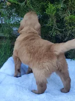 Rosie - Male - Black Collar - Golden Retriever Puppy, a male Golden Retriever for sale in Maple Falls, WA – 3 of 5