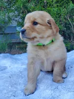 Rosie - Male - Light Green Collar - Golden Retriever Puppy, a male Golden Retriever for sale in Maple Falls, WA – 3 of 4