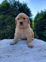 Rosie - Female - Pink Collar - Golden Retriever Puppy, a female Golden Retriever for sale in Maple Falls, WA – 2 of 3