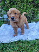Rosie - Male - Grey Collar - Golden Retriever Puppy, a male Golden Retriever for sale in Maple Falls, WA – 4 of 4