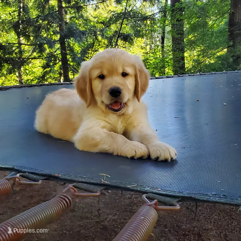 Father's Day Special - Rosie - Male - Light Blue Collar – Golden Retriever puppy for sale in Maple Falls, WA