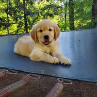 Father's Day Special - Rosie - Male - Light Blue Collar, a male Golden Retriever for sale in Maple Falls, WA – 1 of 6