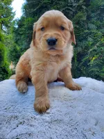 Rosie - Male - Blue Collar - Golden Retriever Puppy, a male Golden Retriever for sale in Maple Falls, WA – 2 of 4