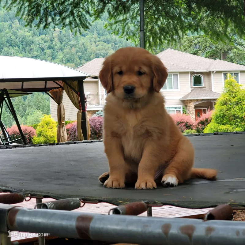 Rosie - Male - Green Collar - Golden Retriever Puppy – Golden Retriever puppy for sale in Maple Falls, WA