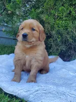 Rosie - Male - Green Collar - Golden Retriever Puppy, a male Golden Retriever for sale in Maple Falls, WA – 5 of 5