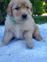 Rosie - Male - Light Green Collar - Golden Retriever Puppy, a male Golden Retriever for sale in Maple Falls, WA – 2 of 4