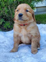 Rosie - Female - Red Collar - Golden Retriever Puppy, a female Golden Retriever for sale in Maple Falls, WA – 3 of 3
