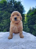 Rosie - Female - Orange Collar - Golden Retriever Puppy, a female Golden Retriever for sale in Maple Falls, WA – 3 of 4