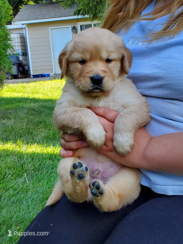 Rosie - Male - White Collar - Golden Retriever Puppy – Golden Retriever puppy for sale in Maple Falls, WA