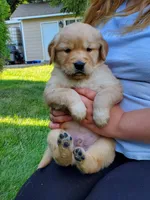 Rosie - Male - White Collar - Golden Retriever Puppy, a male Golden Retriever for sale in Maple Falls, WA – 1 of 4