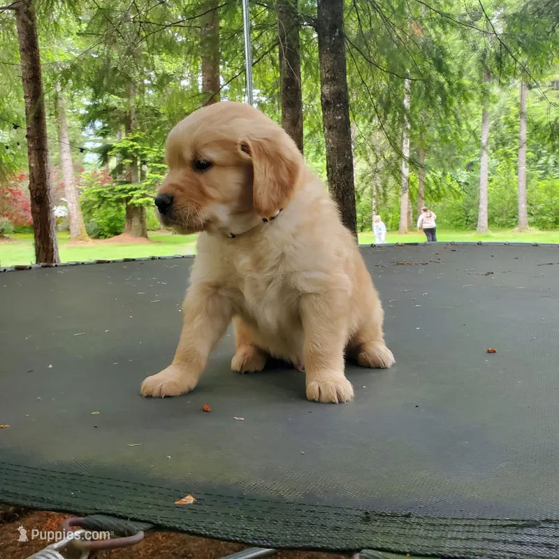 Rosie - Male - White Collar - Golden Retriever Puppy – Golden Retriever puppy for sale in Maple Falls, WA