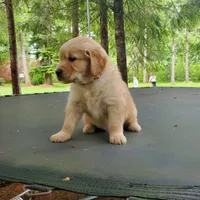 Rosie - Male - White Collar - Golden Retriever Puppy, a male Golden Retriever for sale in Maple Falls, WA – 1 of 5