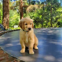 Father's Day Special - Rosie - Male - Light Blue Collar, a male Golden Retriever for sale in Maple Falls, WA – 2 of 6