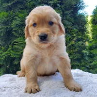 Rosie - Male - White Collar - Golden Retriever Puppy, a male Golden Retriever for sale in Maple Falls, WA – 2 of 4